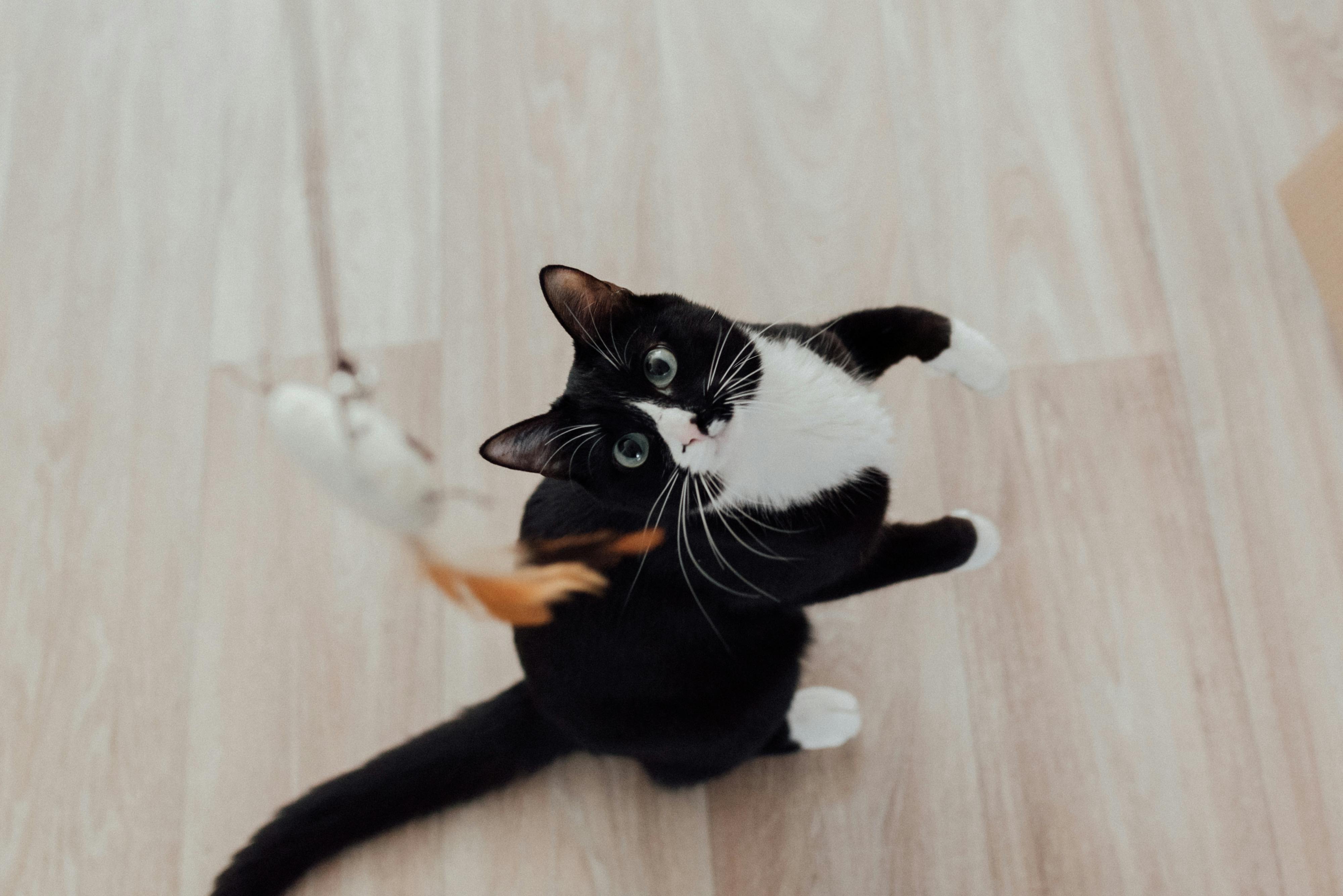 Cat-sitting à domicile