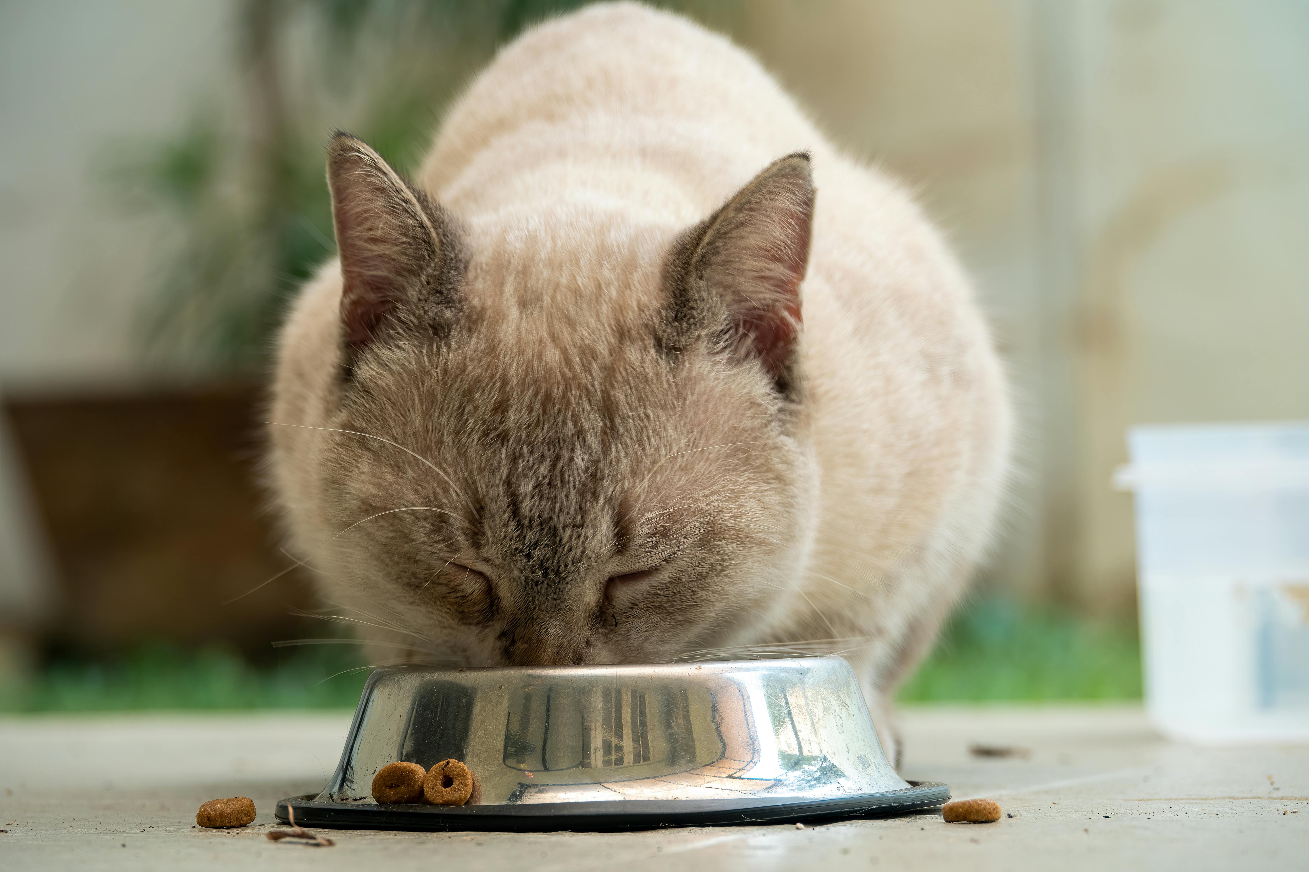 Nutritionniste pour chat