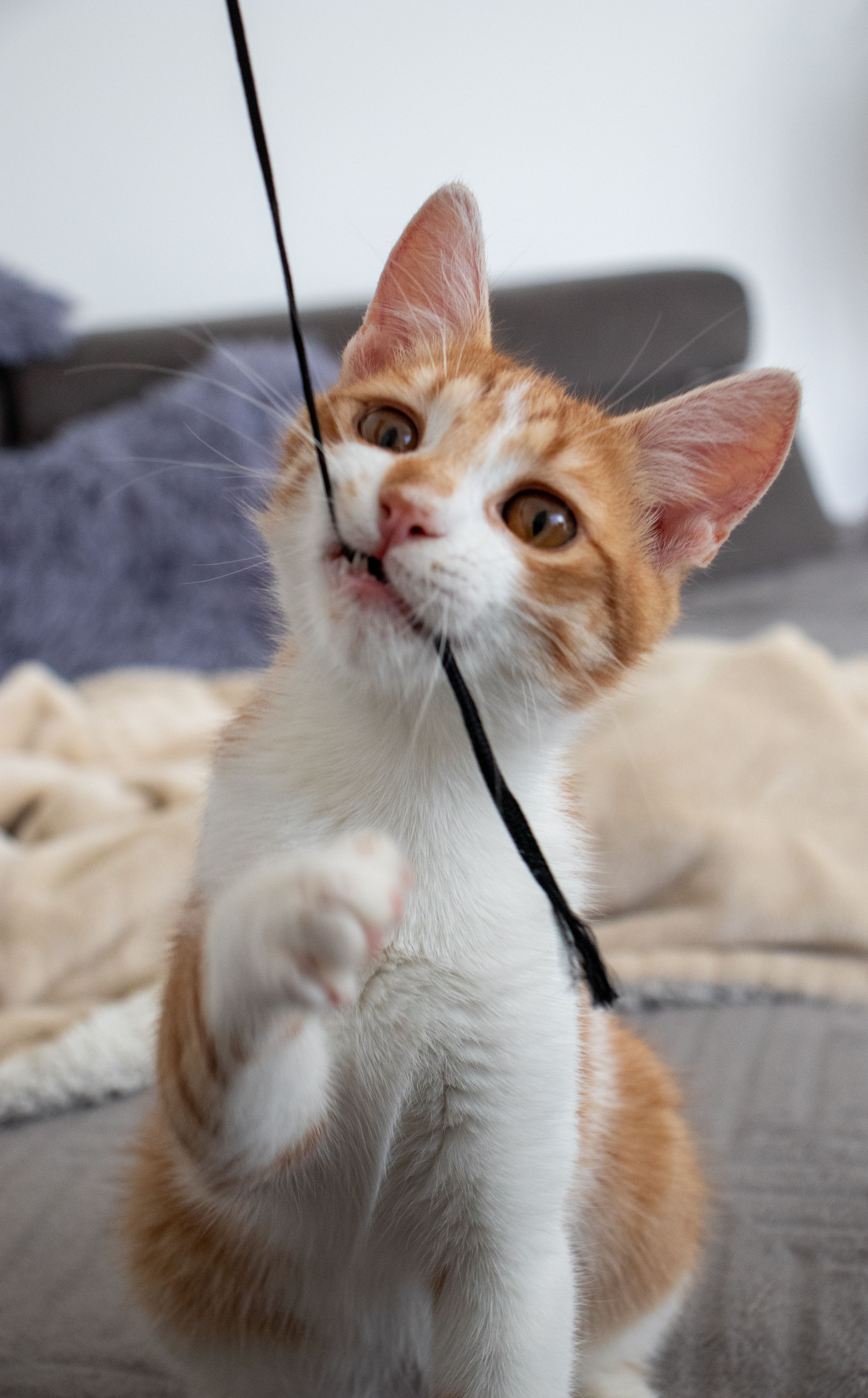 Cannes à pêche pour chats : nos 4 coups de cœur pour stimuler ton félin 
