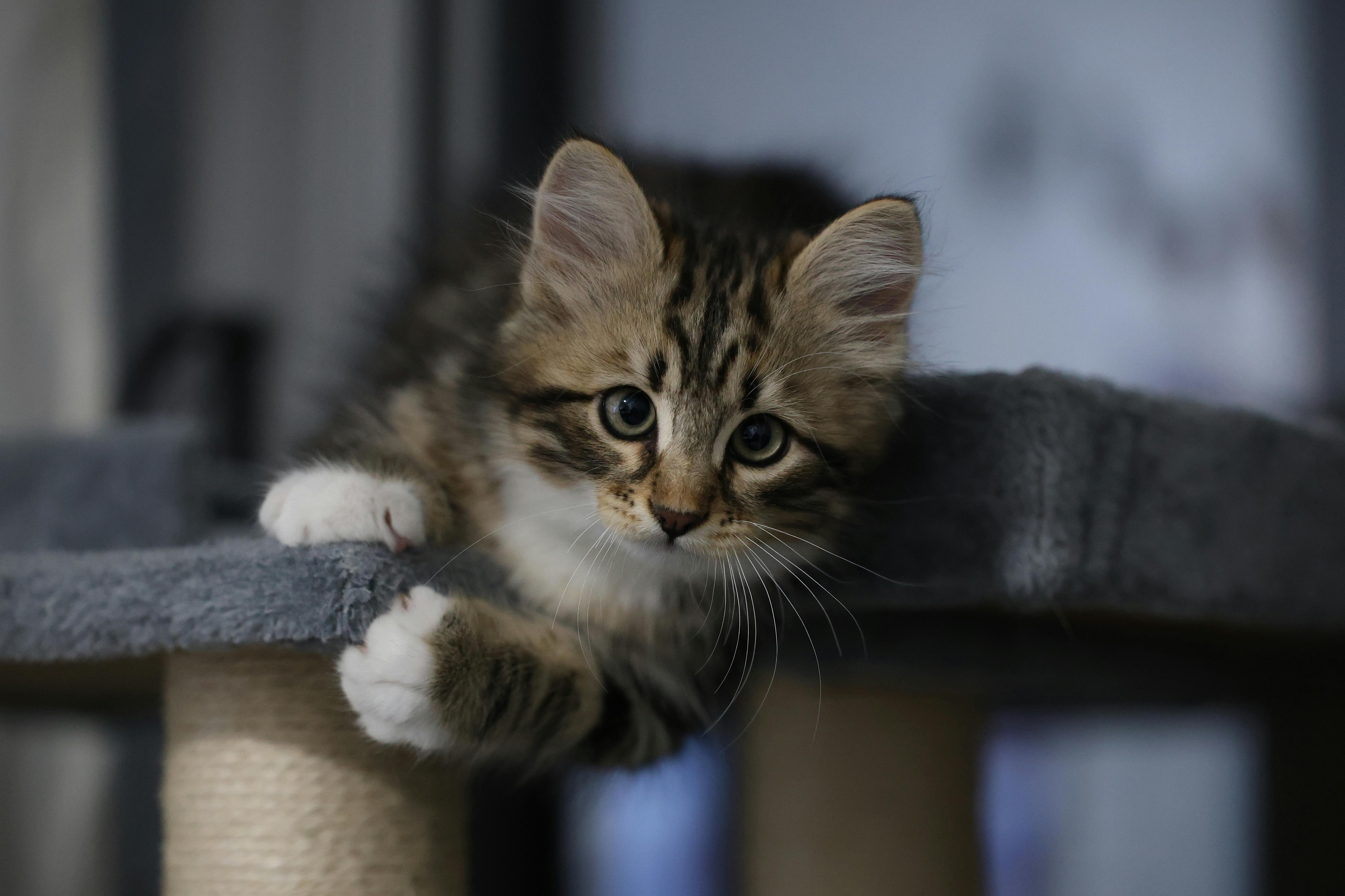 Aménager un coin sieste cocooning pour son chat