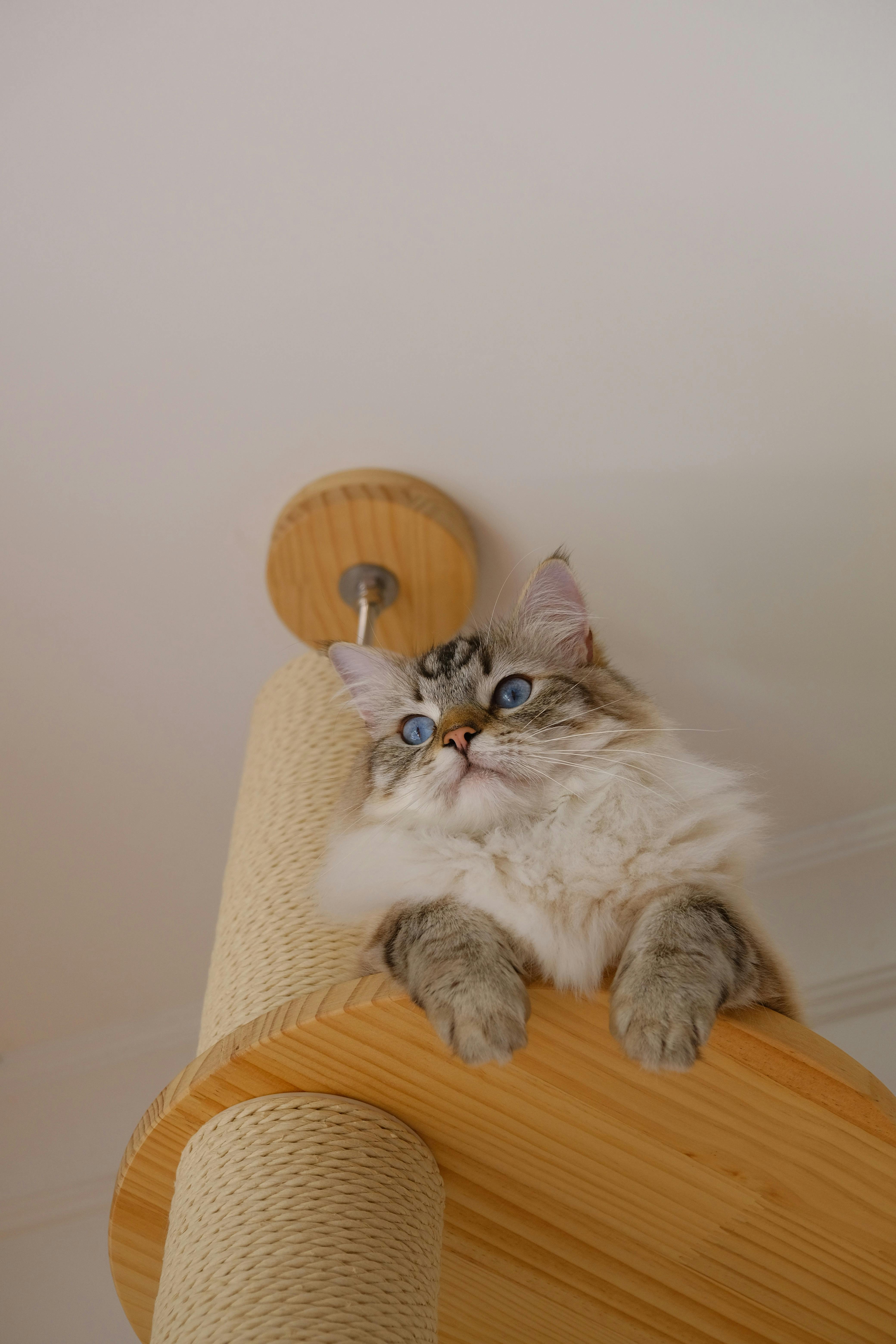 Pourquoi ton chat adore la hauteur 